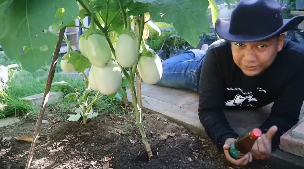 Tanpa bumbu dapur, ini trik melebatkan buah pada tanaman terong hanya dengan 1 bahan pemanis