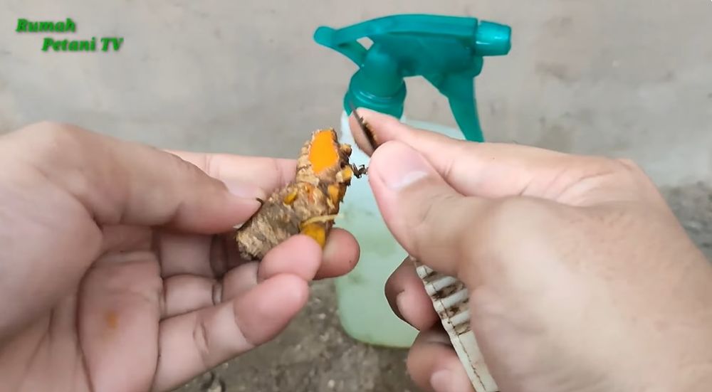 Tanpa sabun atau minyak goreng, begini cara mengusir kutu putih di tanaman tomat pakai 1 rempah dapur