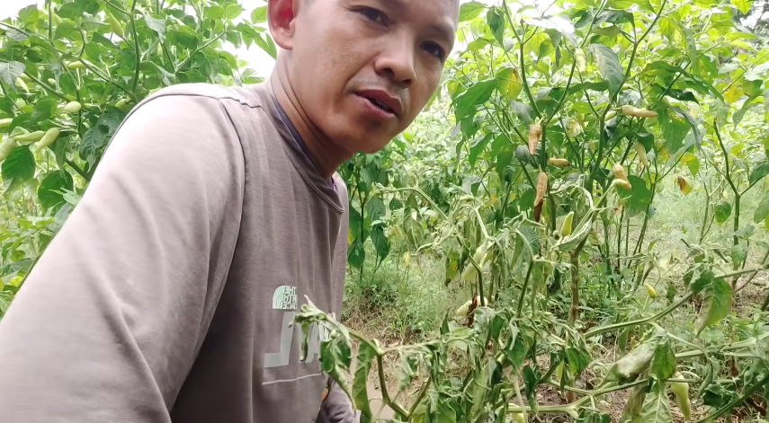 Tanpa cairan kimia, cara merawat tanaman cabai agar tak layu di musim hujan cukup tambah 1 ampas dapur