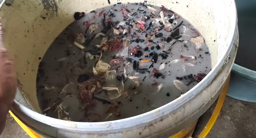 Tanpa cairan kimia, cara merawat tanaman cabai agar tak layu di musim hujan cukup tambah 1 ampas dapur