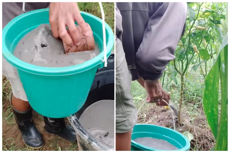 Tanpa cairan kimia, cara merawat tanaman cabai agar tak layu di musim hujan cukup tambah 1 ampas dapur