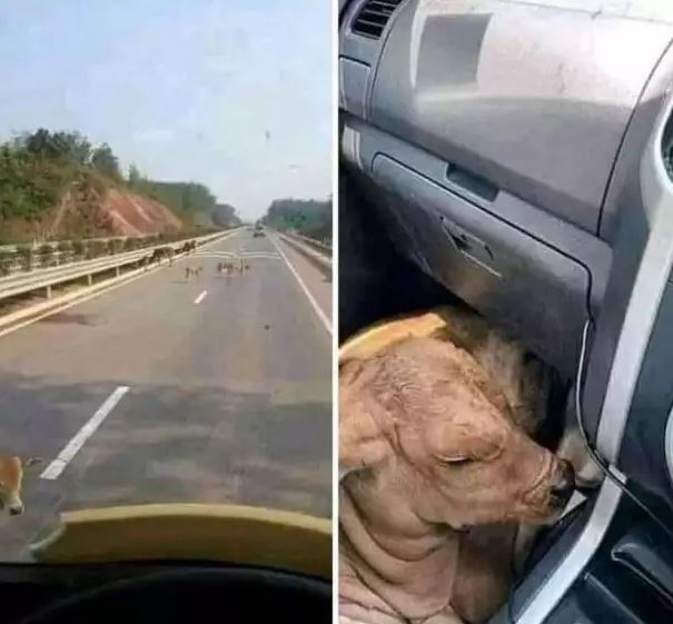 Potret kocak ulah iseng warga pada hewan peliharaan freepik.com