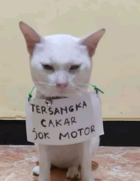 Potret kocak ulah iseng warga pada hewan peliharaan freepik.com