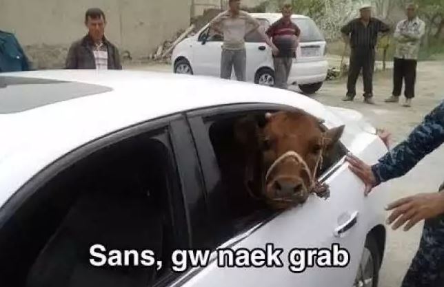 Potret kocak ulah iseng warga pada hewan peliharaan freepik.com