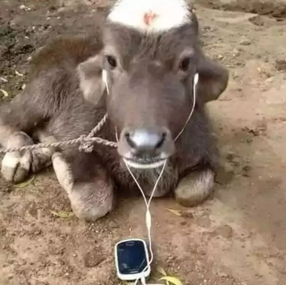 Potret kocak ulah iseng warga pada hewan peliharaan freepik.com