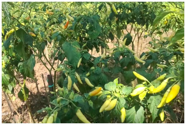 Cuma modal Rp2.000, ini cara membasmi hama di tanaman cabai cuma mengandalkan 1 bahan dapur