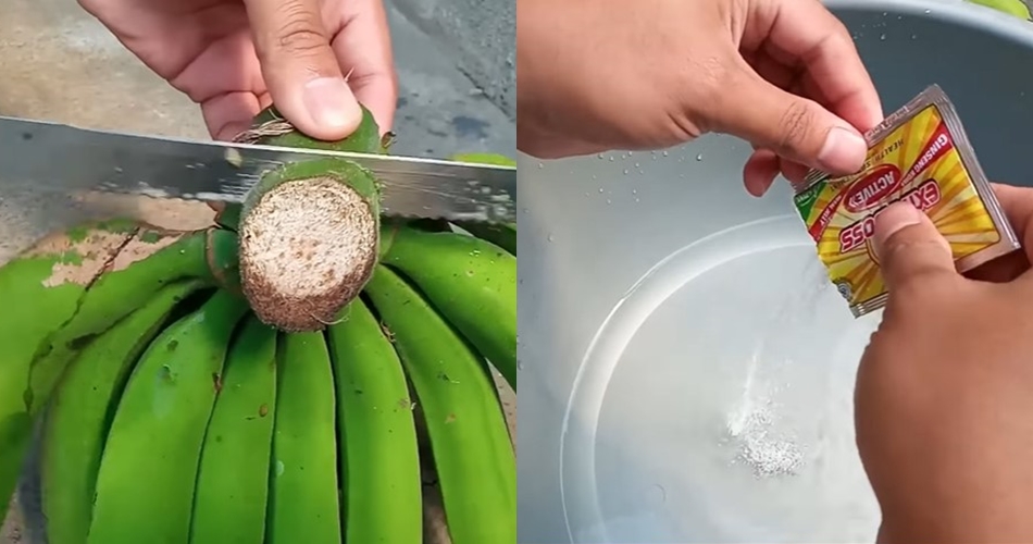 Bukan pakai garam atau karbit, ini cara cepat mematangkan buah pisang mengandalkan 1 bahan minuman