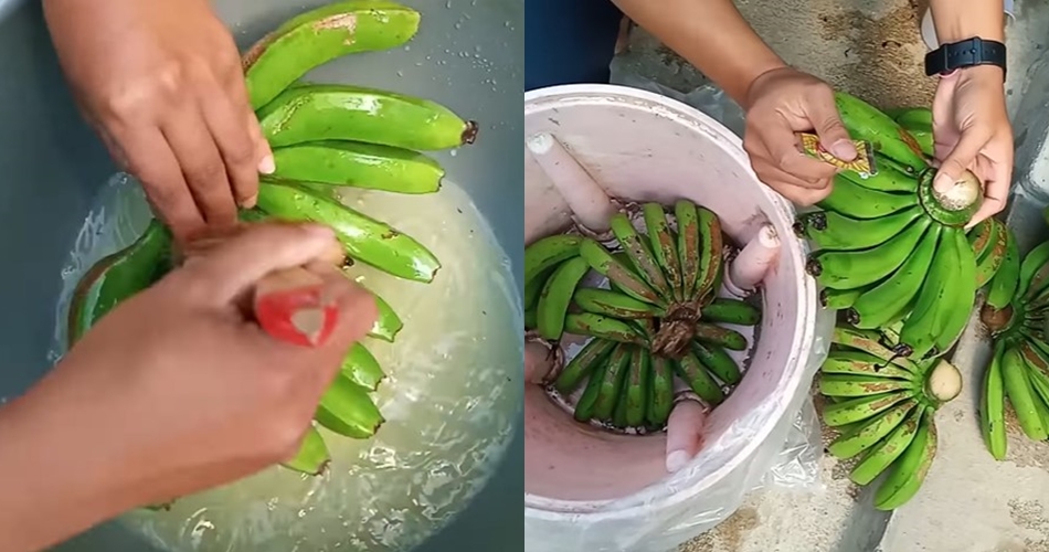 Bukan pakai garam atau karbit, ini cara cepat mematangkan buah pisang mengandalkan 1 bahan minuman