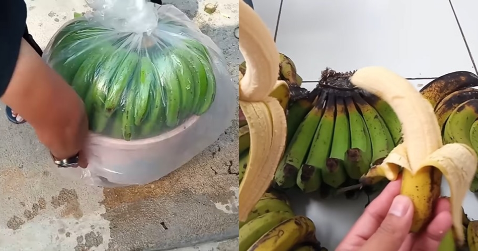 Bukan pakai garam atau karbit, ini cara cepat mematangkan buah pisang mengandalkan 1 bahan minuman
