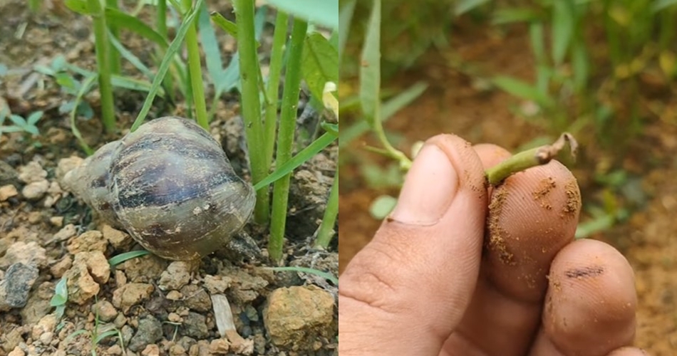 Tanpa micin, ini trik membasmi hama pacet dan siput pada tanaman kangkung cukup pakai 2 bahan dapur