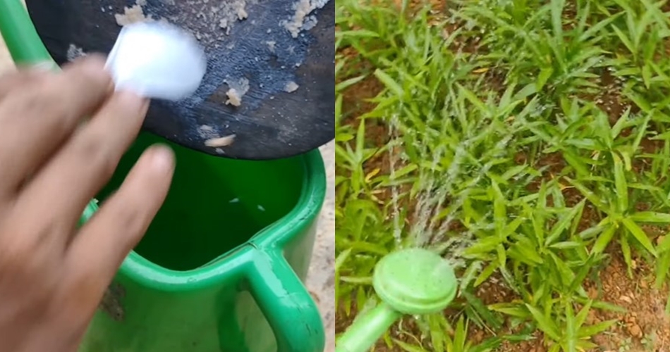 Tanpa micin, ini trik membasmi hama pacet dan siput pada tanaman kangkung cukup pakai 2 bahan dapur