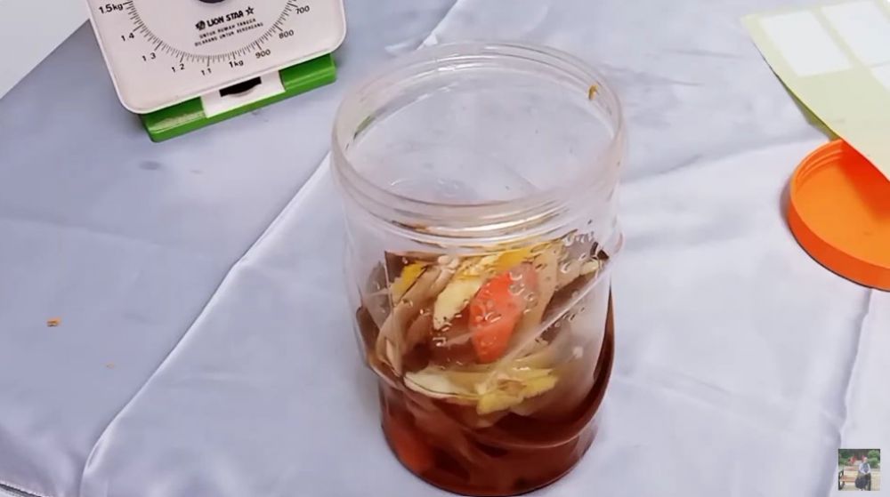 Trik mengatasi daun pohon jeruk purut rontok agar subur dan lebat lagi, ampuh pakai 3 bahan dapur