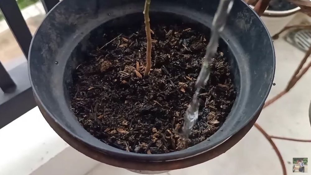 Trik mengatasi daun pohon jeruk purut rontok agar subur dan lebat lagi, ampuh pakai 3 bahan dapur