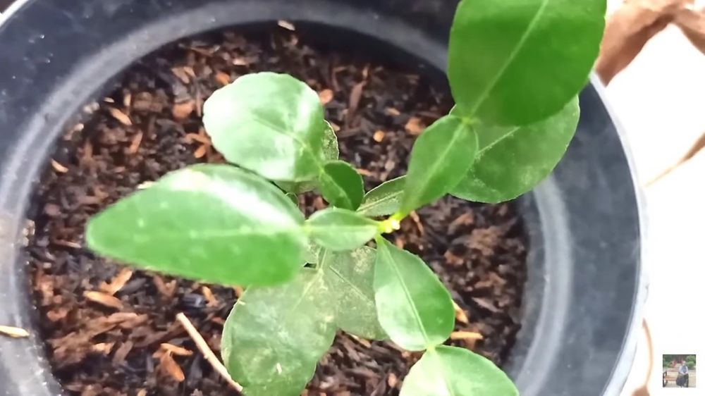 Trik mengatasi daun pohon jeruk purut rontok agar subur dan lebat lagi, ampuh pakai 3 bahan dapur