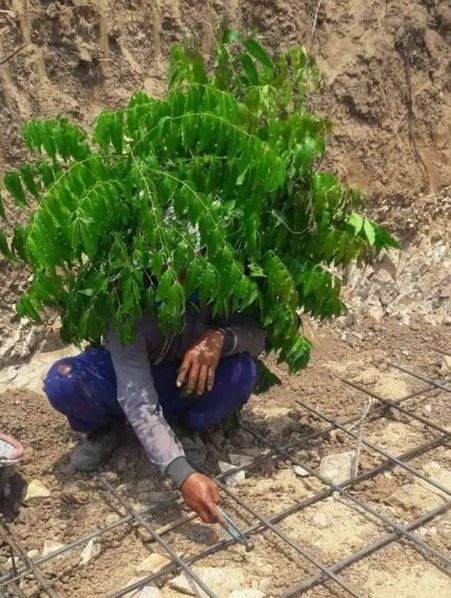 Potret kocak cara kuli agar tak kena panas Berbagai sumber Potret kocak cara kuli agar tak kena panas Berbagai sumber