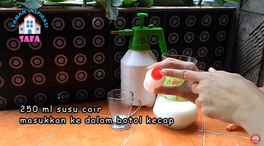Trik ampuh mengatasi busuk buah pada tanaman tomat cukup pakai 1 jenis minuman