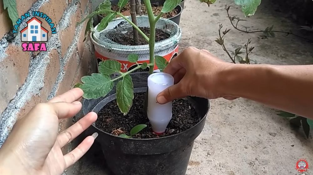 Trik ampuh mengatasi busuk buah pada tanaman tomat cukup pakai 1 jenis minuman