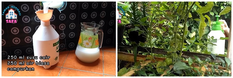 Trik ampuh mengatasi busuk buah pada tanaman tomat cukup pakai 1 jenis minuman