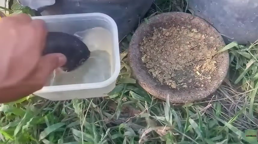 Bukan sabun cuci piring, ini trik ampuh mengusir hama di daun tanaman cabai cuma pakai 1 bumbu dapur