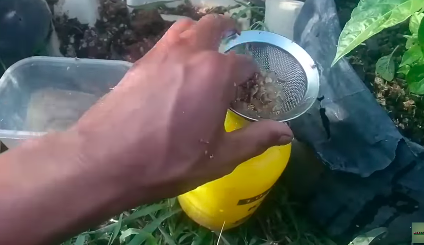 Bukan sabun cuci piring, ini trik ampuh mengusir hama di daun tanaman cabai cuma pakai 1 bumbu dapur