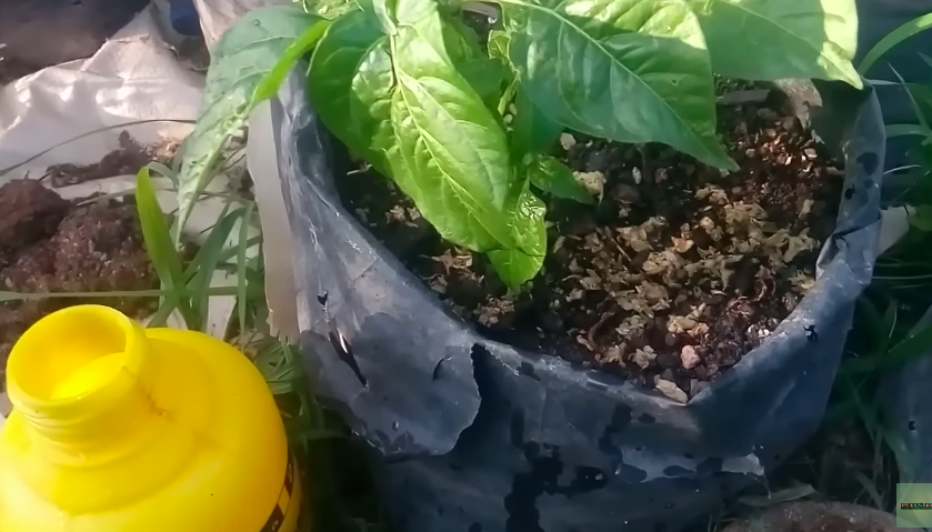 Bukan sabun cuci piring, ini trik ampuh mengusir hama di daun tanaman cabai cuma pakai 1 bumbu dapur