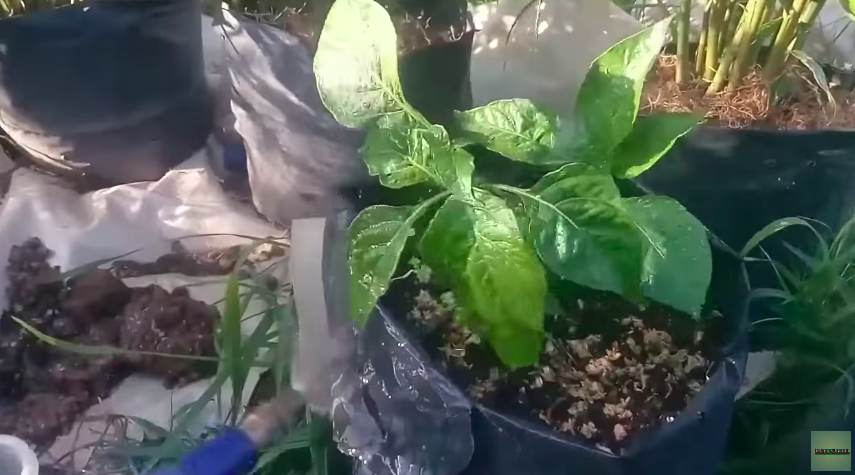 Bukan sabun cuci piring, ini trik ampuh mengusir hama di daun tanaman cabai cuma pakai 1 bumbu dapur