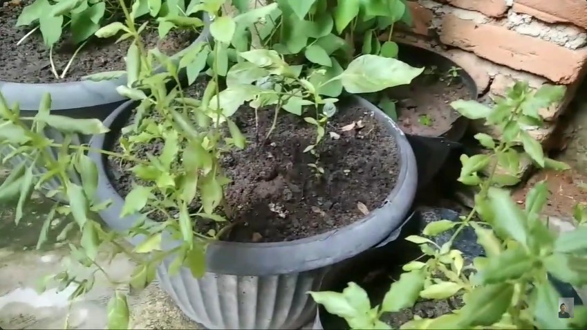 Bukan garam atau micin, ini trik atasi daun tanaman kemangi menggulung cukup tambah 1 bahan sederhana