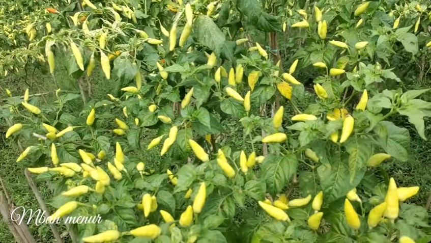 Modal Rp5.000-an, ini trik mengatasi hama jamur patek pada pohon cabai pakai tambahan 2 bahan dapur