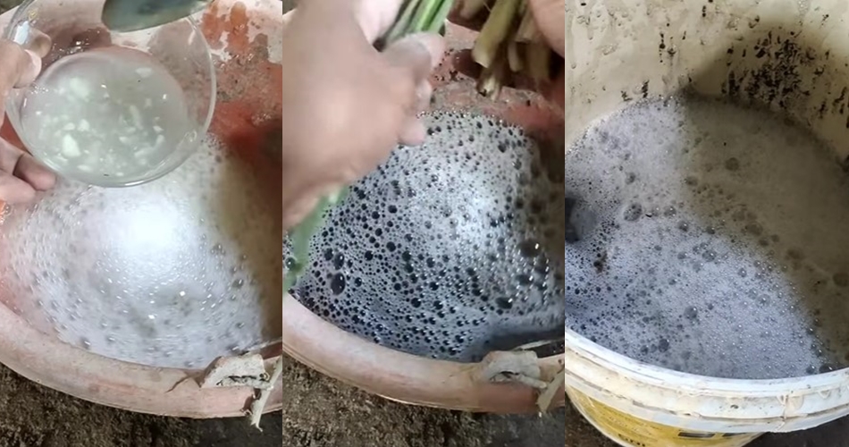 Modal Rp5.000-an, ini trik mengatasi hama jamur patek pada pohon cabai pakai tambahan 2 bahan dapur