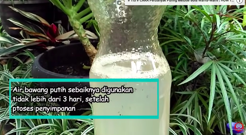 Bukan pakai sabun cuci piring, ini cara cepat basmi hama di tanaman sawi cuma pakai 1 bumbu dapur