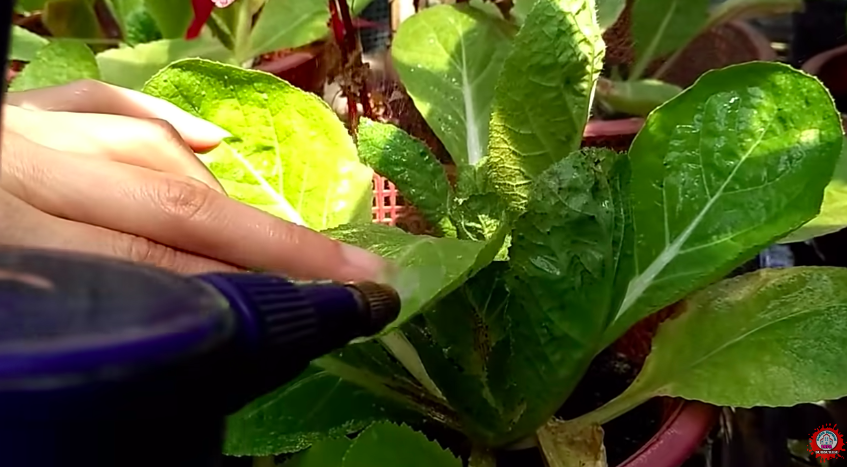 Bukan pakai sabun cuci piring, ini cara cepat basmi hama di tanaman sawi cuma pakai 1 bumbu dapur