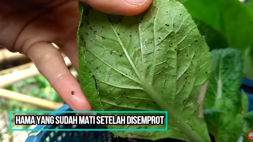 Bukan pakai sabun cuci piring, ini cara cepat basmi hama di tanaman sawi cuma pakai 1 bumbu dapur
