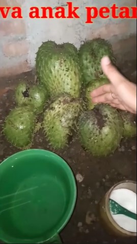 Tanpa diperam di beras, ini cara mematangkan sirsak agar lebih manis dalam 2 hari pakai 1 bahan dapur