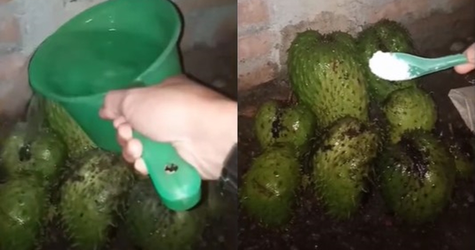 Tanpa diperam di beras, ini cara mematangkan sirsak agar lebih manis dalam 2 hari pakai 1 bahan dapur