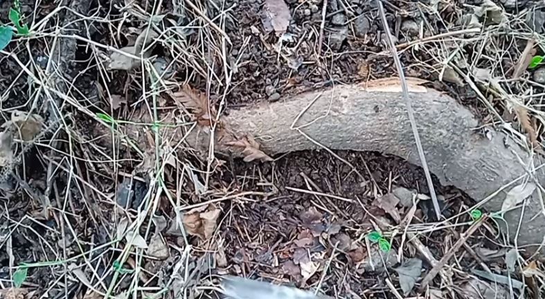 Cuma pakai 1 bumbu dapur, ini cara merawat pohon alpukat agar berbuah lebat dan bunganya tidak rontok