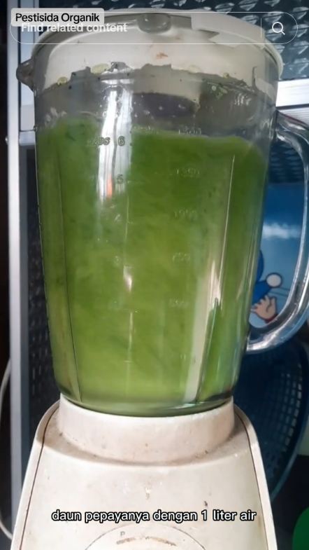 Cara aman usir hama kutu dan semut pada daun tanaman cabai, ampuh pakai 1 jenis sayur