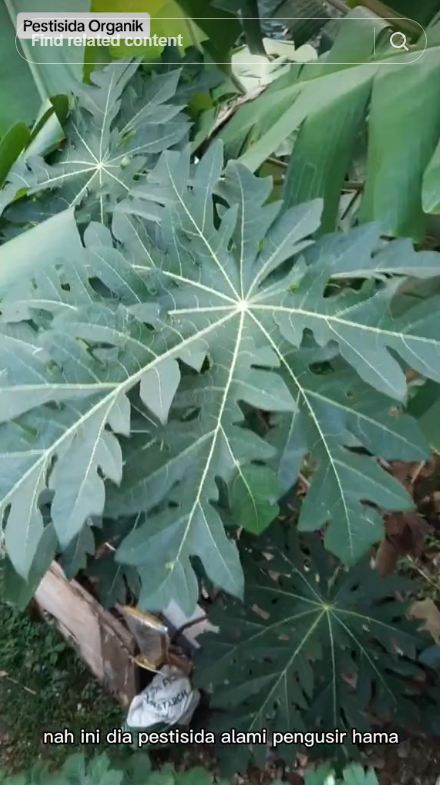 Cara aman usir hama kutu dan semut pada daun tanaman cabai, ampuh pakai 1 jenis sayur