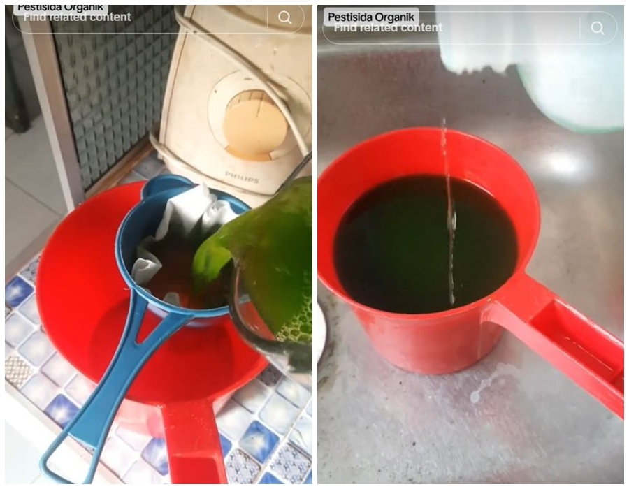 Cara aman usir hama kutu dan semut pada daun tanaman cabai, ampuh pakai 1 jenis sayur