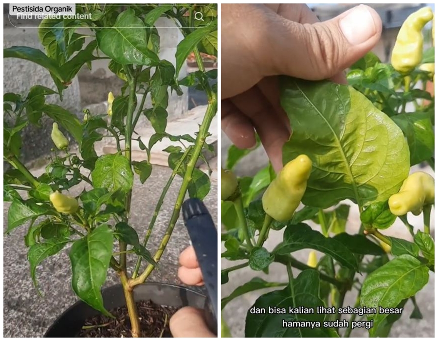 Cara aman usir hama kutu dan semut pada daun tanaman cabai, ampuh pakai 1 jenis sayur