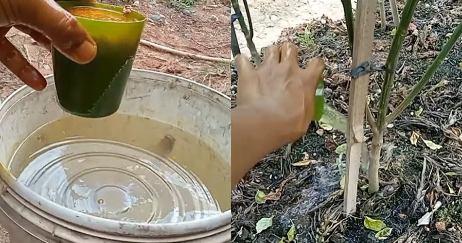 Tanpa micin atau garam, ini trik merawat tanaman cabai agar berbuah lebat cukup tambah 1 bumbu dapur