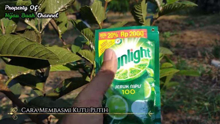 Trik mengusir kutu pada daun pohon jambu kristal pakai 1 bahan dapur, setelah 30 menit hama musnah