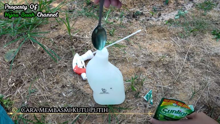 Trik mengusir kutu pada daun pohon jambu kristal pakai 1 bahan dapur, setelah 30 menit hama musnah