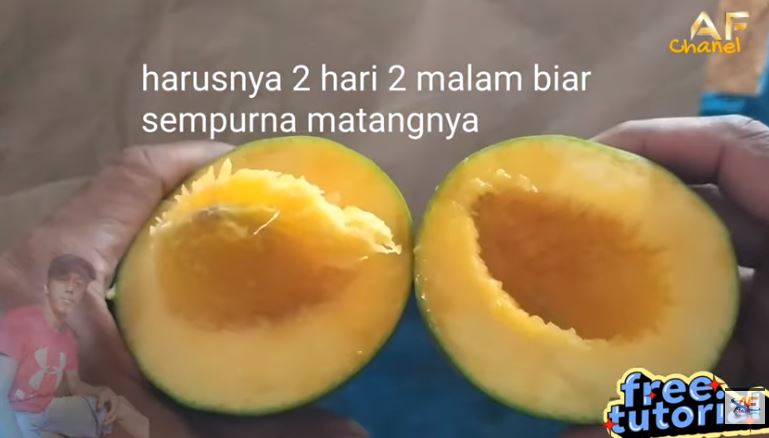 Bukan dibungkus koran atau dikarbit, ini trik cepat mematangkan buah mangga pakai 1 jenis minuman
