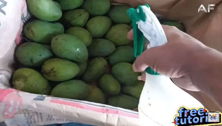 Bukan dibungkus koran atau dikarbit, ini trik cepat mematangkan buah mangga pakai 1 jenis minuman