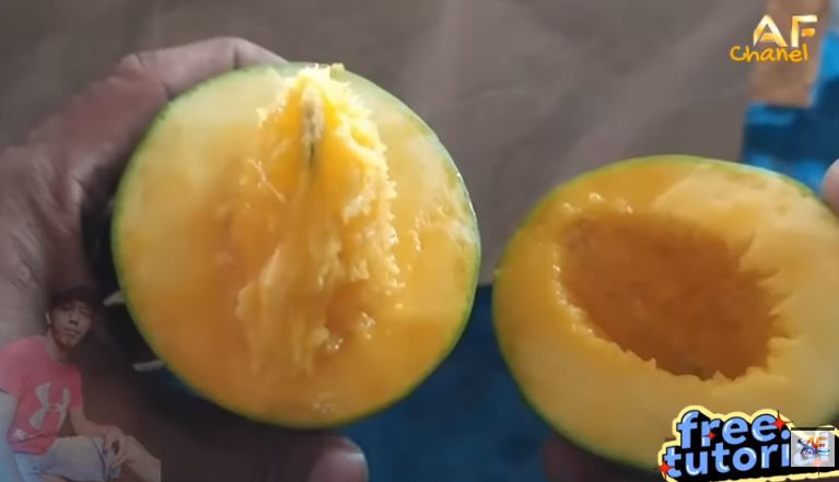Bukan dibungkus koran atau dikarbit, ini trik cepat mematangkan buah mangga pakai 1 jenis minuman