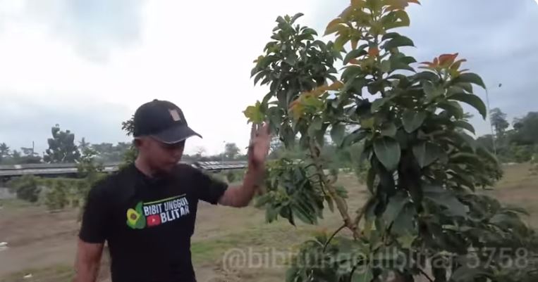 Tanpa bumbu dapur, begini cara mudah merawat pohon alpukat agar tumbuh subur dan berbuah lebat