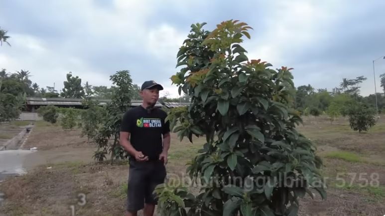 Tanpa bumbu dapur, begini cara mudah merawat pohon alpukat agar tumbuh subur dan berbuah lebat