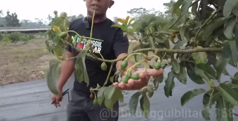 Tanpa bumbu dapur, begini cara mudah merawat pohon alpukat agar tumbuh subur dan berbuah lebat