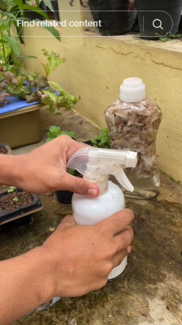 Bukan garam atau minyak, ini trik membasmi hama pada tanaman tomat cukup pakai 1 ampas dapur