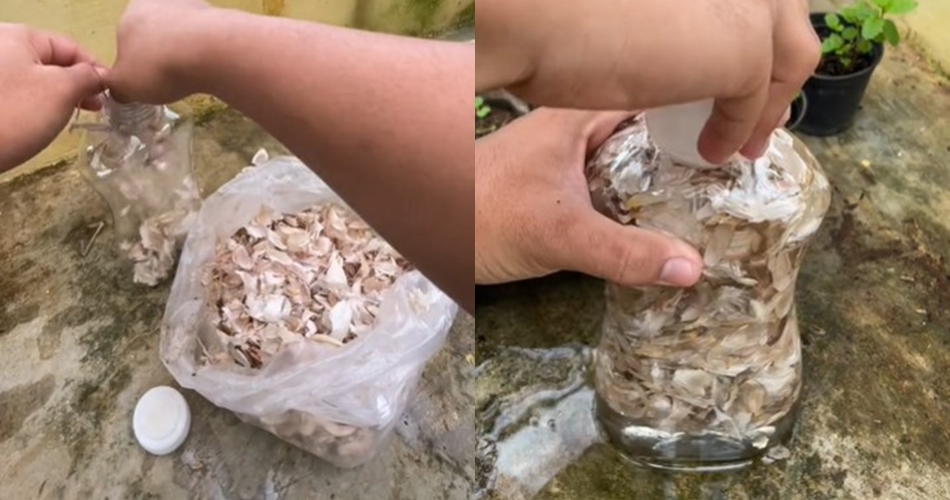 Bukan garam atau minyak, ini trik membasmi hama pada tanaman tomat cukup pakai 1 ampas dapur